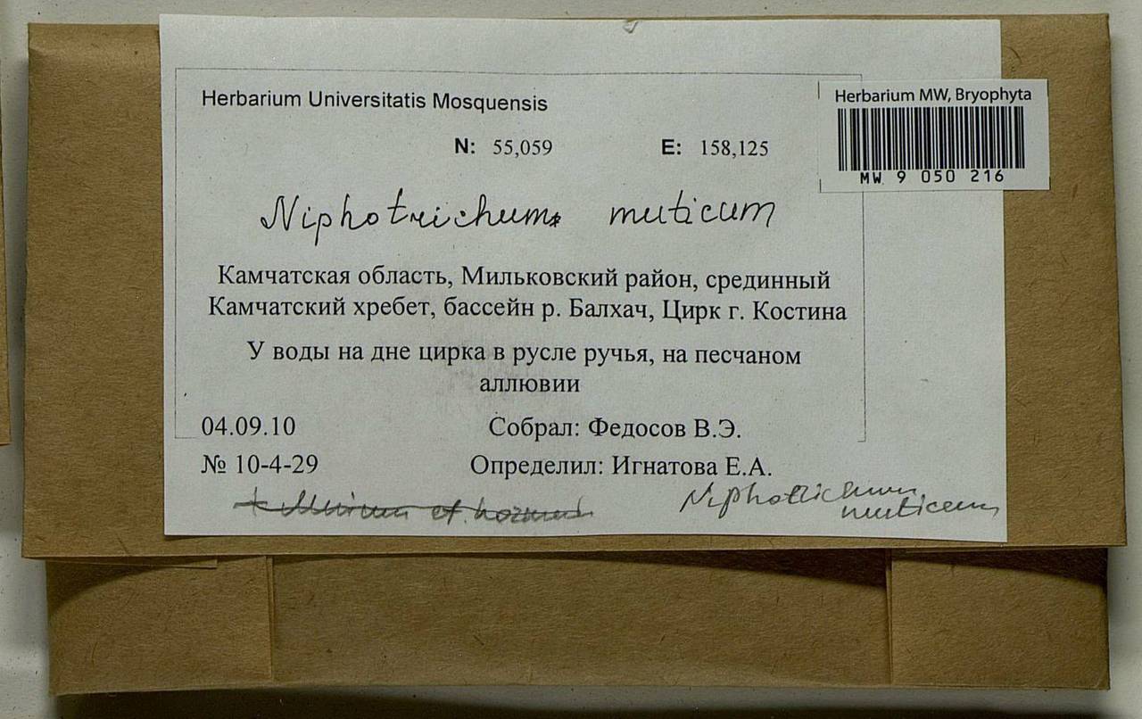 Niphotrichum muticum (Kindb.) Bedn.-Ochyra & Ochyra, Bryophytes, Bryophytes - Chukotka & Kamchatka (B21) (Russia)