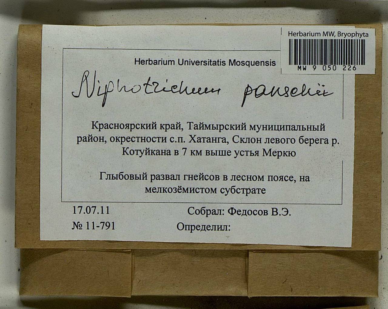 Niphotrichum panschii (Müll. Hal.) Bedn.-Ochyra & Ochyra, Bryophytes, Bryophytes - Krasnoyarsk Krai, Tyva & Khakassia (B17) (Russia)