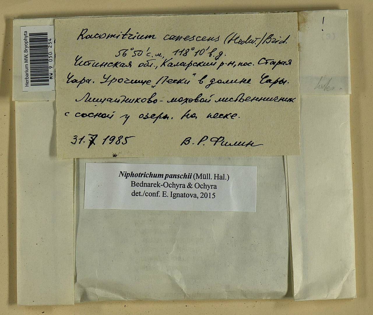 Niphotrichum panschii (Müll. Hal.) Bedn.-Ochyra & Ochyra, Bryophytes, Bryophytes - Baikal & Transbaikal regions (B18) (Russia)