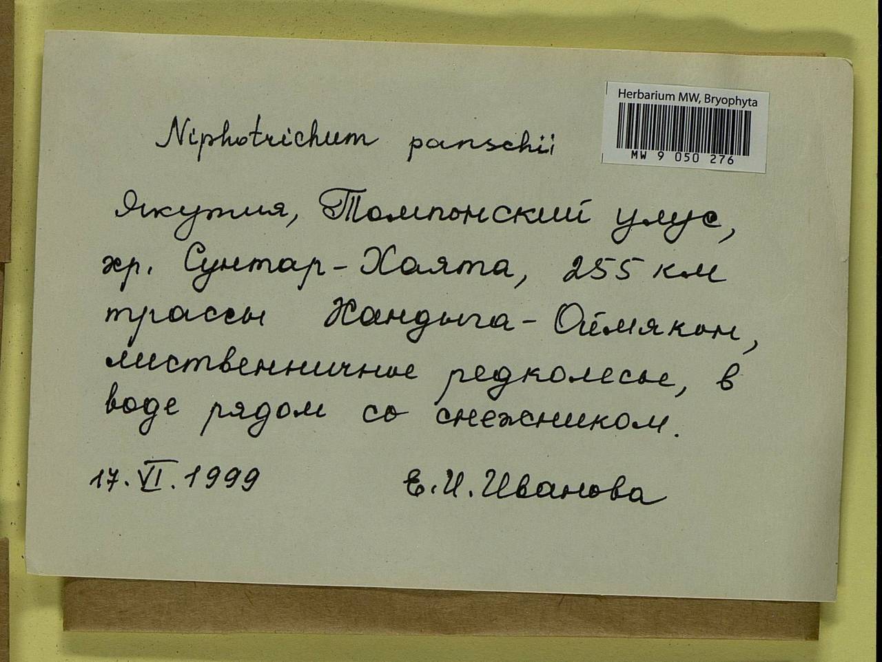 Niphotrichum panschii (Müll. Hal.) Bedn.-Ochyra & Ochyra, Bryophytes, Bryophytes - Yakutia (B19) (Russia)