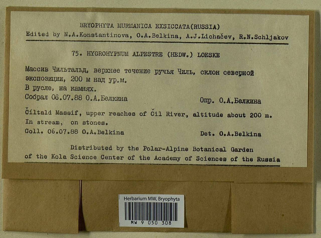 Platyhypnum alpestre (Hedw.) Ochyra, Bryophytes, Bryophytes - Karelia, Leningrad & Murmansk Oblasts (B4) (Russia)