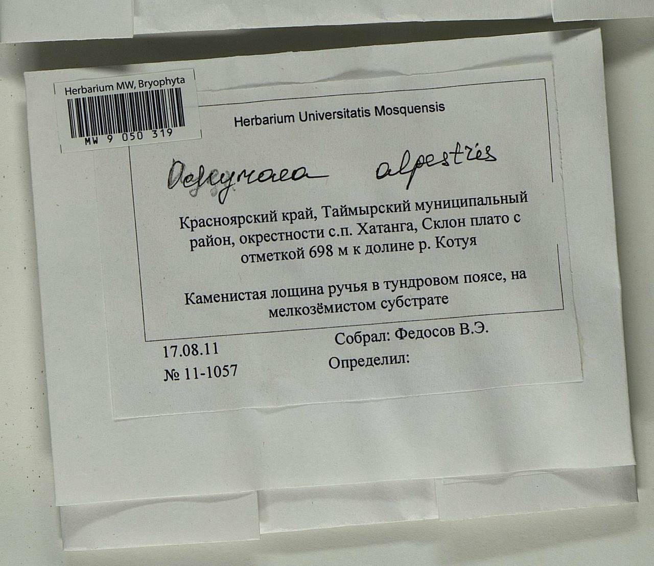 Platyhypnum alpestre (Hedw.) Ochyra, Bryophytes, Bryophytes - Krasnoyarsk Krai, Tyva & Khakassia (B17) (Russia)