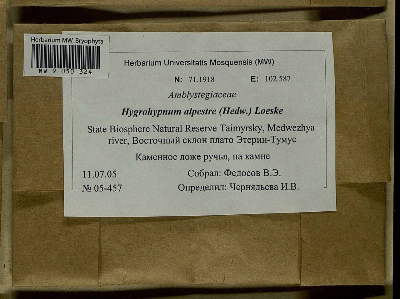 Platyhypnum alpestre (Hedw.) Ochyra, Bryophytes, Bryophytes - Krasnoyarsk Krai, Tyva & Khakassia (B17) (Russia)
