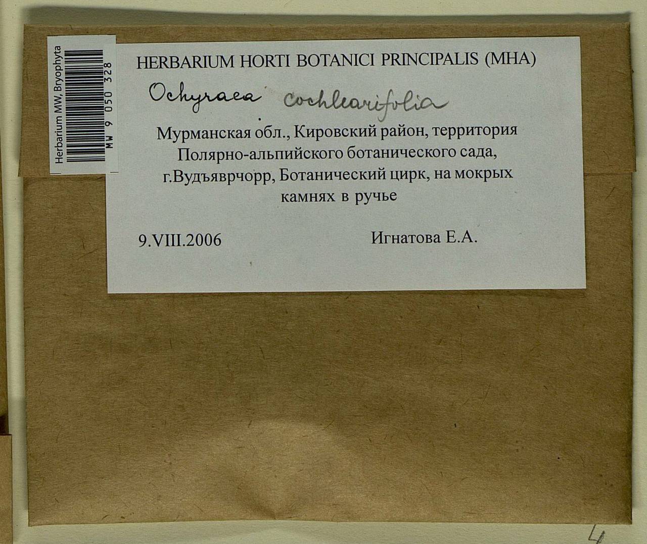 Platyhypnum cochleariifolium (Venturi) Ochyra, Bryophytes, Bryophytes - Karelia, Leningrad & Murmansk Oblasts (B4) (Russia)