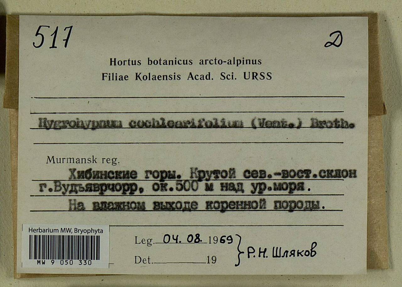 Platyhypnum cochleariifolium (Venturi) Ochyra, Bryophytes, Bryophytes - Karelia, Leningrad & Murmansk Oblasts (B4) (Russia)