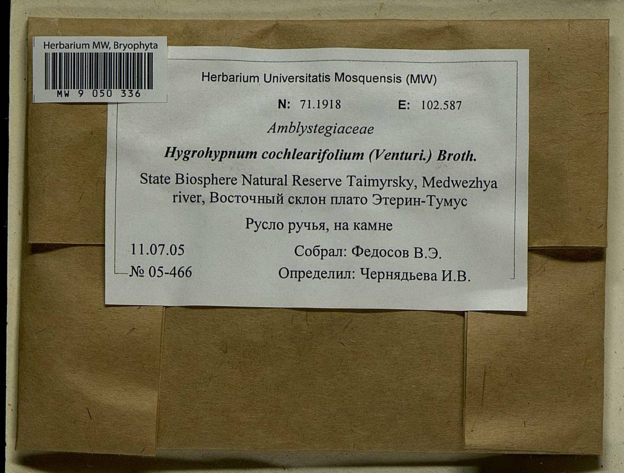 Platyhypnum cochleariifolium (Venturi) Ochyra, Bryophytes, Bryophytes - Krasnoyarsk Krai, Tyva & Khakassia (B17) (Russia)