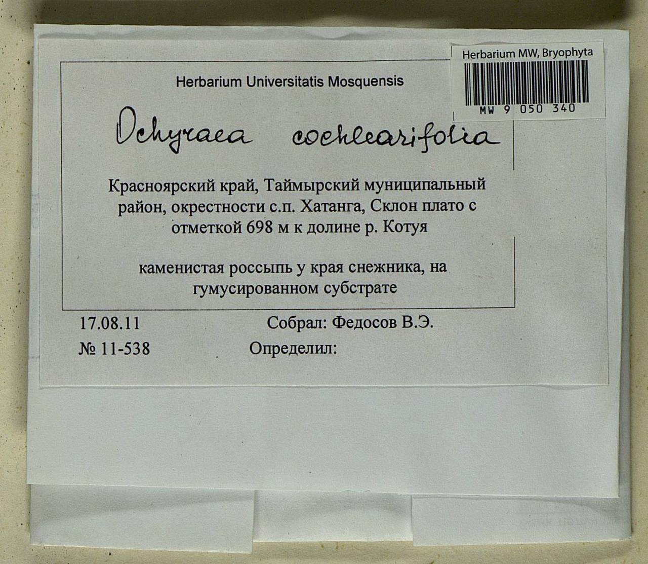 Platyhypnum cochleariifolium (Venturi) Ochyra, Bryophytes, Bryophytes - Krasnoyarsk Krai, Tyva & Khakassia (B17) (Russia)