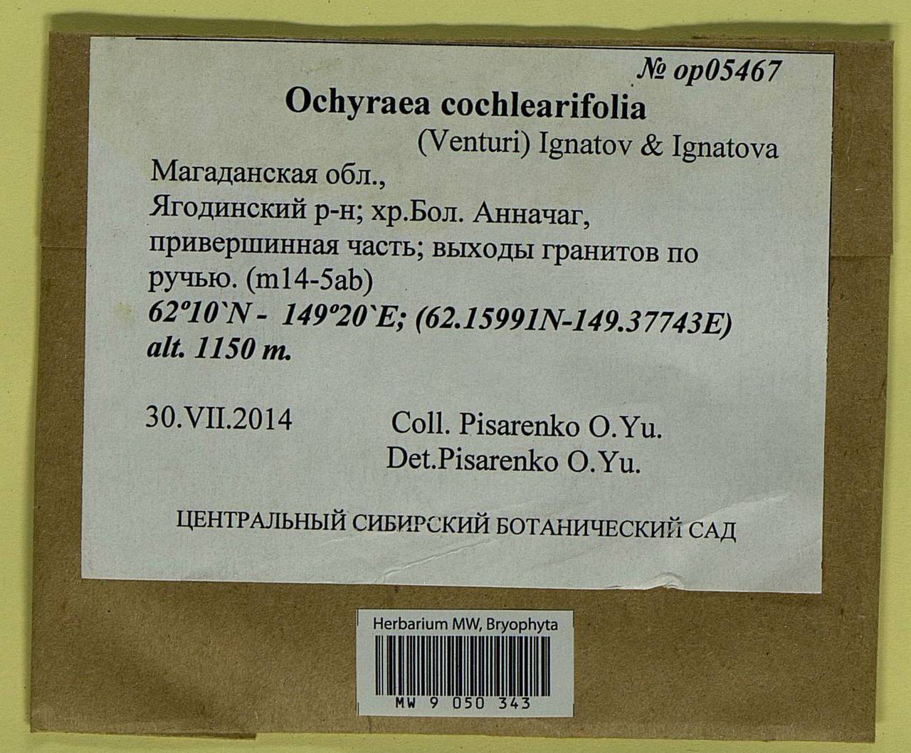 Platyhypnum cochleariifolium (Venturi) Ochyra, Bryophytes, Bryophytes - Chukotka & Kamchatka (B21) (Russia)