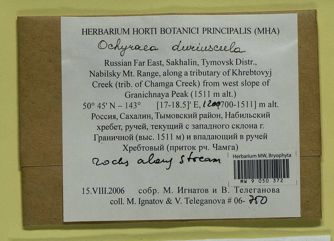 Platyhypnum duriusculum (De Not.) Ochyra, Bryophytes, Bryophytes - Russian Far East (excl. Chukotka & Kamchatka) (B20) (Russia)