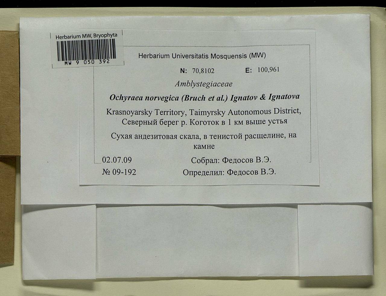 Platyhypnum norvegicum (Schimp.) Ochyra, Bryophytes, Bryophytes - Krasnoyarsk Krai, Tyva & Khakassia (B17) (Russia)
