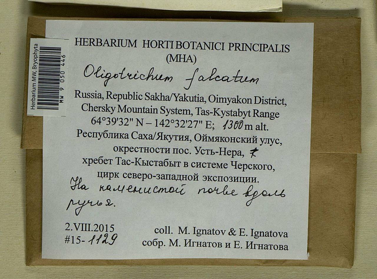 Oligotrichum falcatum Steere, Bryophytes, Bryophytes - Yakutia (B19) (Russia)