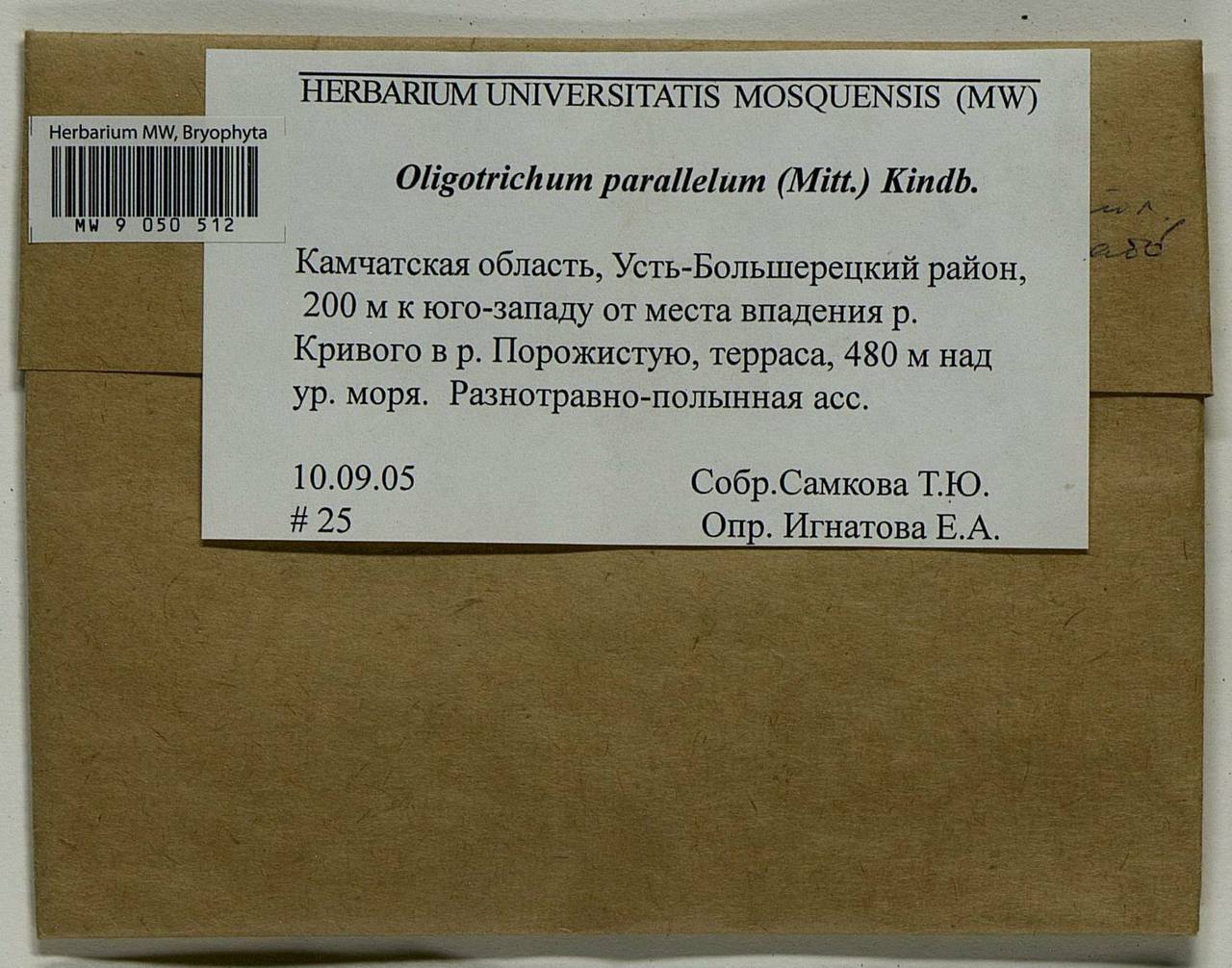 Oligotrichum parallelum (Mitt.) Kindb., Bryophytes, Bryophytes - Chukotka & Kamchatka (B21) (Russia)