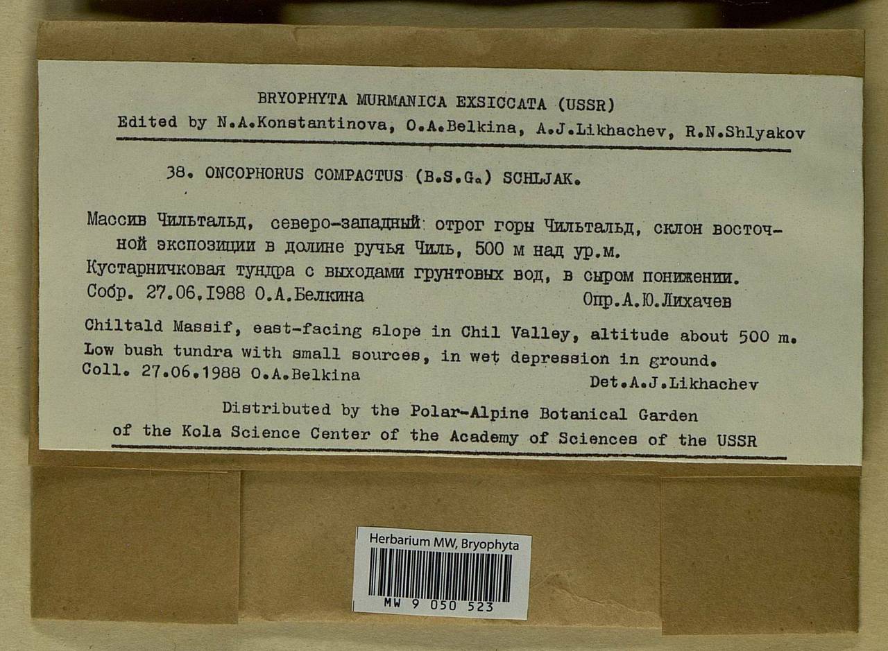 Brideliella wahlenbergii (Brid.) Fedosov, M. Stech & Ignatov, Bryophytes, Bryophytes - Karelia, Leningrad & Murmansk Oblasts (B4) (Russia)