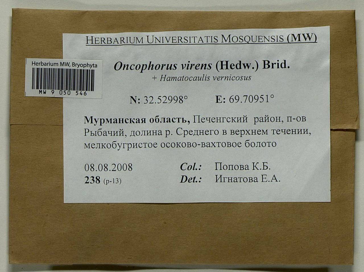 Oncophorus virens (Hedw.) Brid., Bryophytes, Bryophytes - Karelia, Leningrad & Murmansk Oblasts (B4) (Russia)