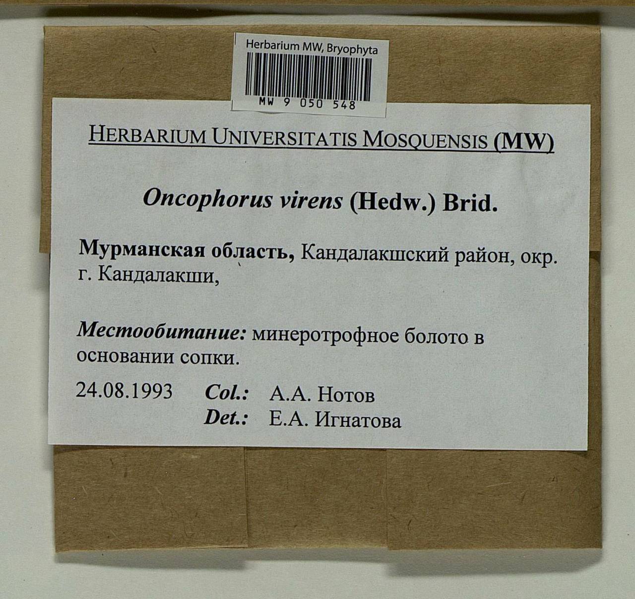 Oncophorus virens (Hedw.) Brid., Bryophytes, Bryophytes - Karelia, Leningrad & Murmansk Oblasts (B4) (Russia)