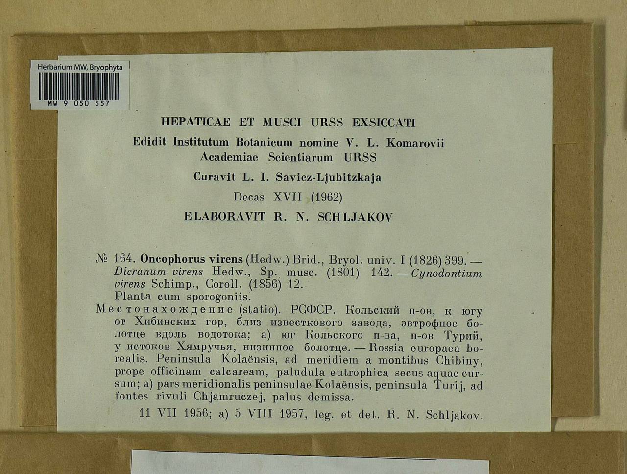 Oncophorus virens (Hedw.) Brid., Bryophytes, Bryophytes - Karelia, Leningrad & Murmansk Oblasts (B4) (Russia)