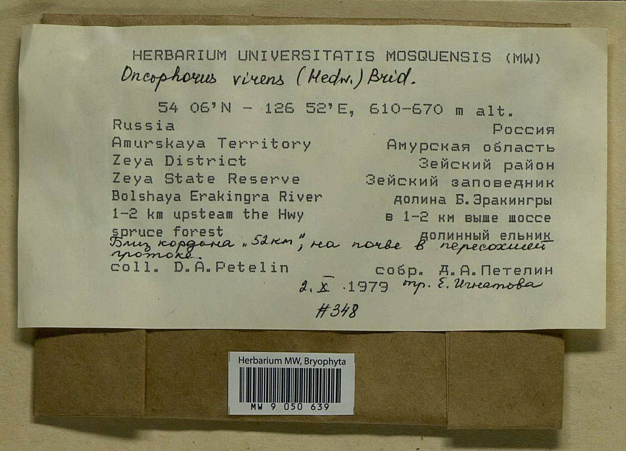 Oncophorus virens (Hedw.) Brid., Bryophytes, Bryophytes - Russian Far East (excl. Chukotka & Kamchatka) (B20) (Russia)