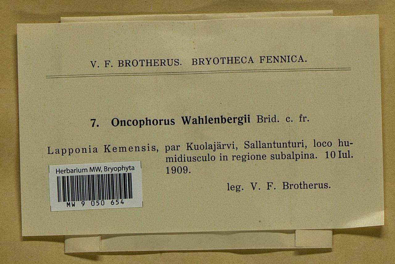 Brideliella wahlenbergii (Brid.) Fedosov, M. Stech & Ignatov, Bryophytes, Bryophytes - Western Europe (BEu) (Finland)