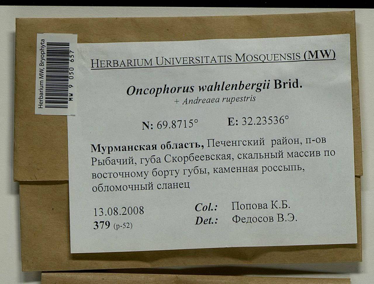 Brideliella wahlenbergii (Brid.) Fedosov, M. Stech & Ignatov, Bryophytes, Bryophytes - Karelia, Leningrad & Murmansk Oblasts (B4) (Russia)