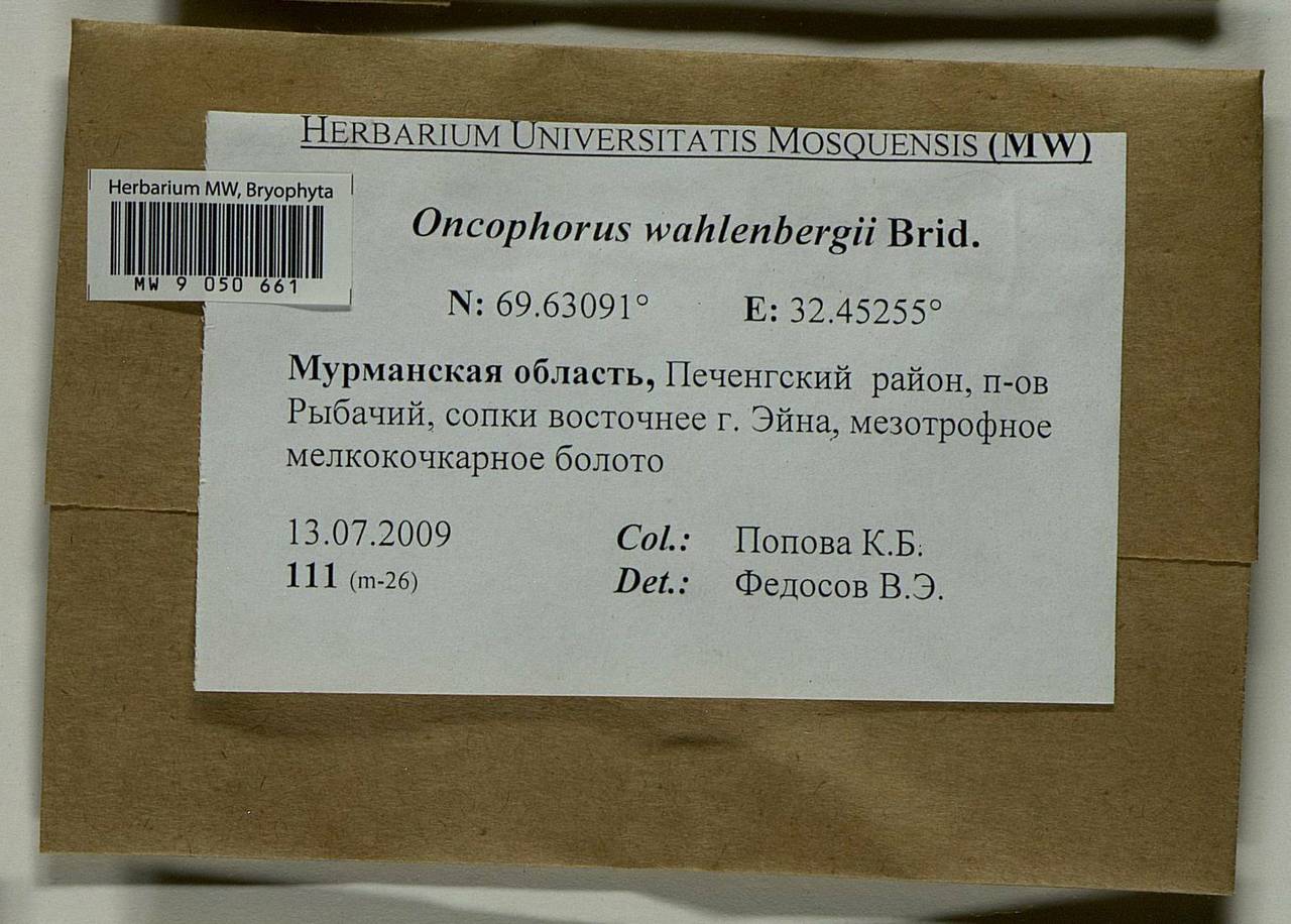 Brideliella wahlenbergii (Brid.) Fedosov, M. Stech & Ignatov, Bryophytes, Bryophytes - Karelia, Leningrad & Murmansk Oblasts (B4) (Russia)