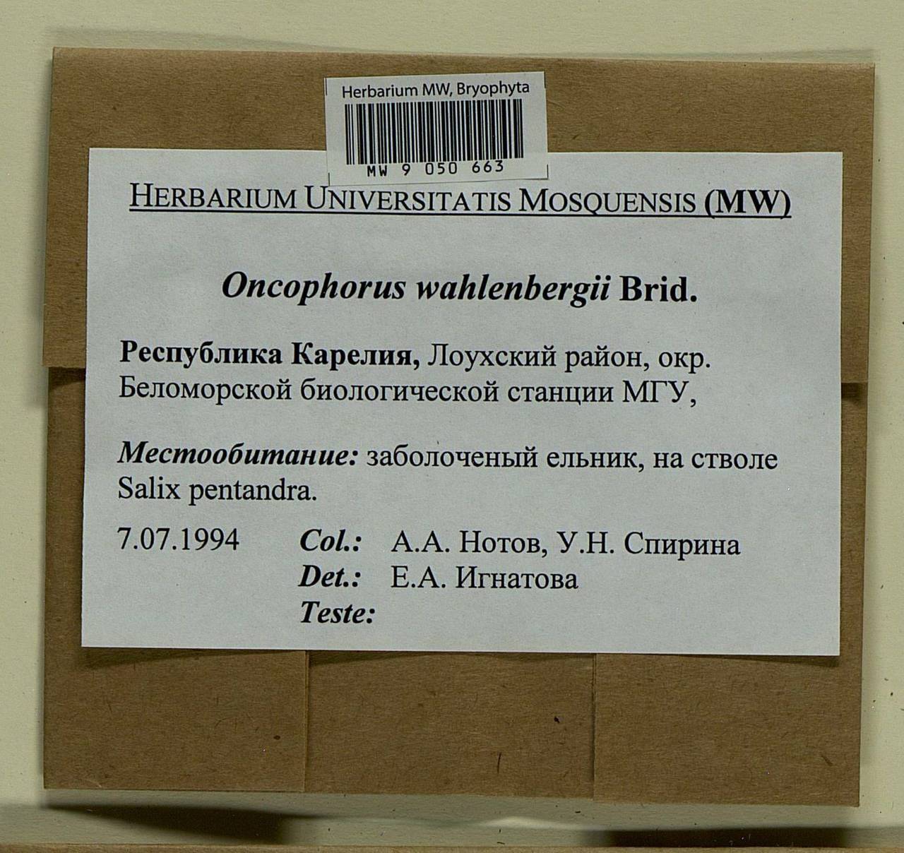 Brideliella wahlenbergii (Brid.) Fedosov, M. Stech & Ignatov, Bryophytes, Bryophytes - Karelia, Leningrad & Murmansk Oblasts (B4) (Russia)