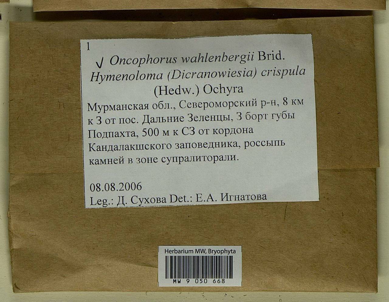 Brideliella wahlenbergii (Brid.) Fedosov, M. Stech & Ignatov, Bryophytes, Bryophytes - Karelia, Leningrad & Murmansk Oblasts (B4) (Russia)