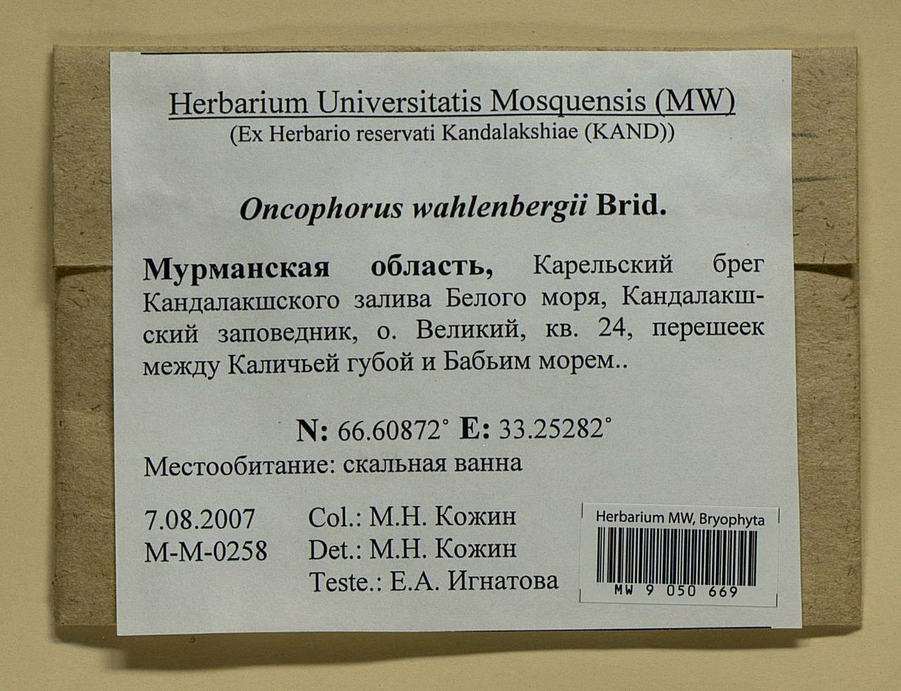 Brideliella wahlenbergii (Brid.) Fedosov, M. Stech & Ignatov, Bryophytes, Bryophytes - Karelia, Leningrad & Murmansk Oblasts (B4) (Russia)