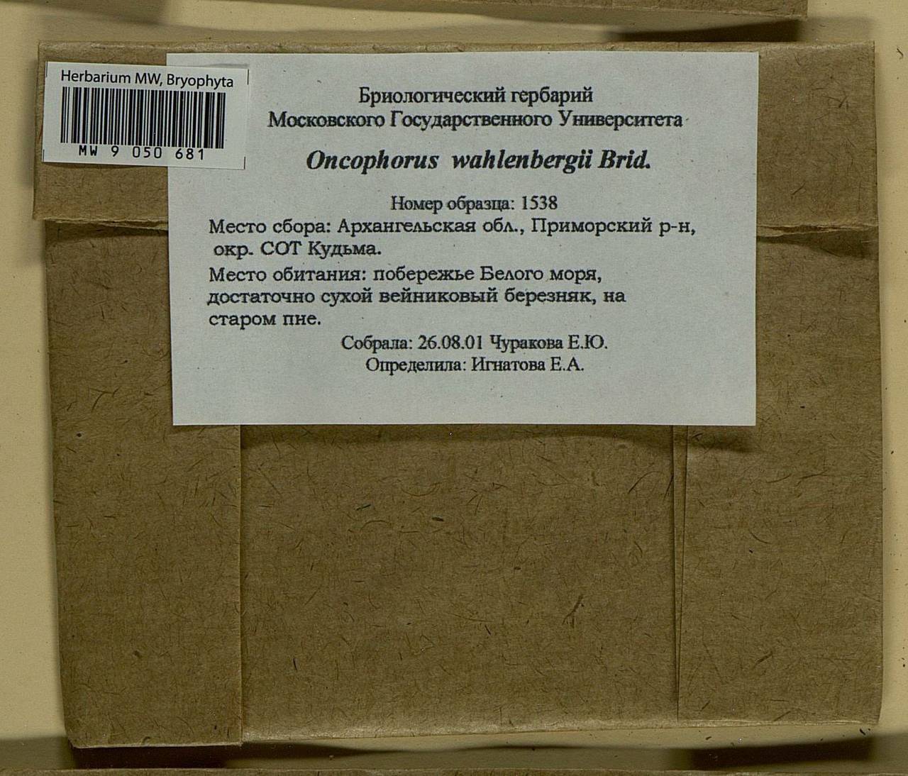 Brideliella wahlenbergii (Brid.) Fedosov, M. Stech & Ignatov, Bryophytes, Bryophytes - European North East (B7) (Russia)