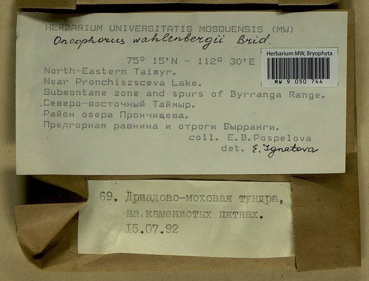 Brideliella wahlenbergii (Brid.) Fedosov, M. Stech & Ignatov, Bryophytes, Bryophytes - Krasnoyarsk Krai, Tyva & Khakassia (B17) (Russia)