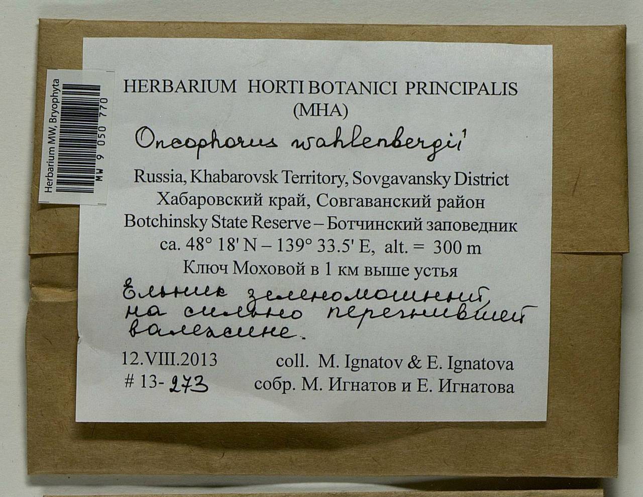 Brideliella wahlenbergii (Brid.) Fedosov, M. Stech & Ignatov, Bryophytes, Bryophytes - Russian Far East (excl. Chukotka & Kamchatka) (B20) (Russia)