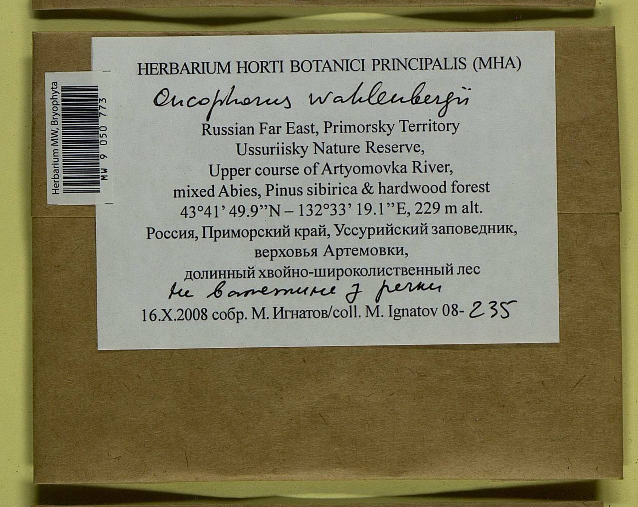 Brideliella wahlenbergii (Brid.) Fedosov, M. Stech & Ignatov, Bryophytes, Bryophytes - Russian Far East (excl. Chukotka & Kamchatka) (B20) (Russia)