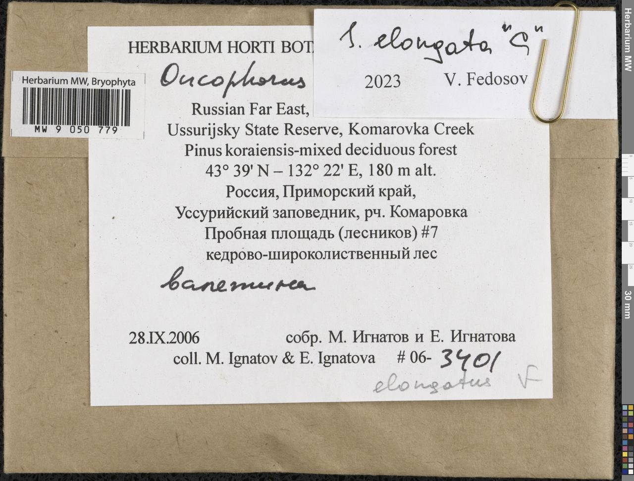 Symblepharis elongata (I. Hagen) Fedosov, M. Stech & Ignatov, Bryophytes, Bryophytes - Russian Far East (excl. Chukotka & Kamchatka) (B20) (Russia)