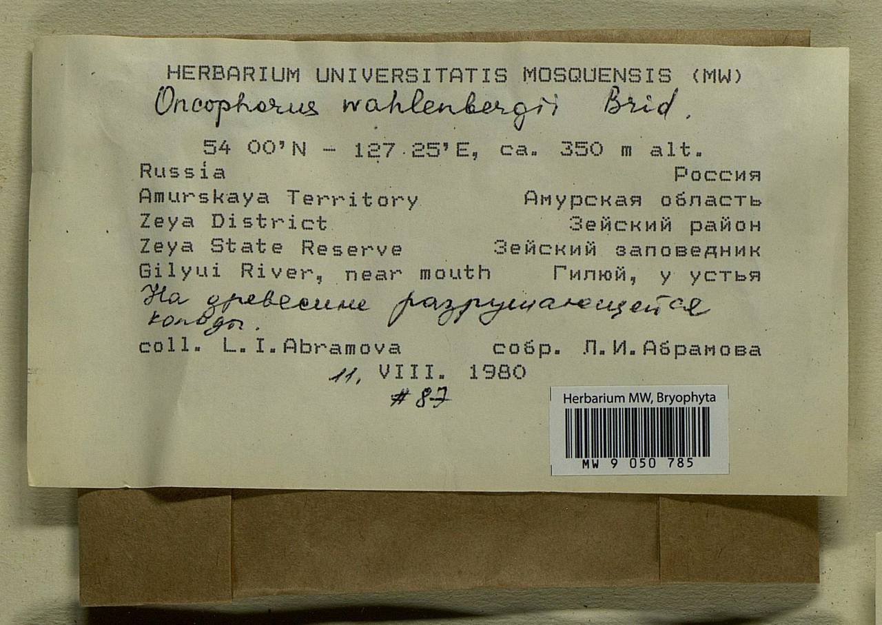 Brideliella wahlenbergii (Brid.) Fedosov, M. Stech & Ignatov, Bryophytes, Bryophytes - Russian Far East (excl. Chukotka & Kamchatka) (B20) (Russia)