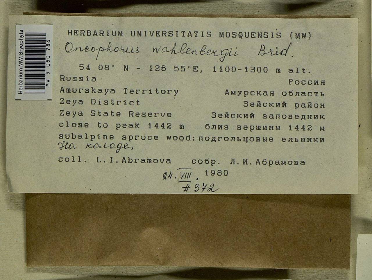 Brideliella wahlenbergii (Brid.) Fedosov, M. Stech & Ignatov, Bryophytes, Bryophytes - Russian Far East (excl. Chukotka & Kamchatka) (B20) (Russia)