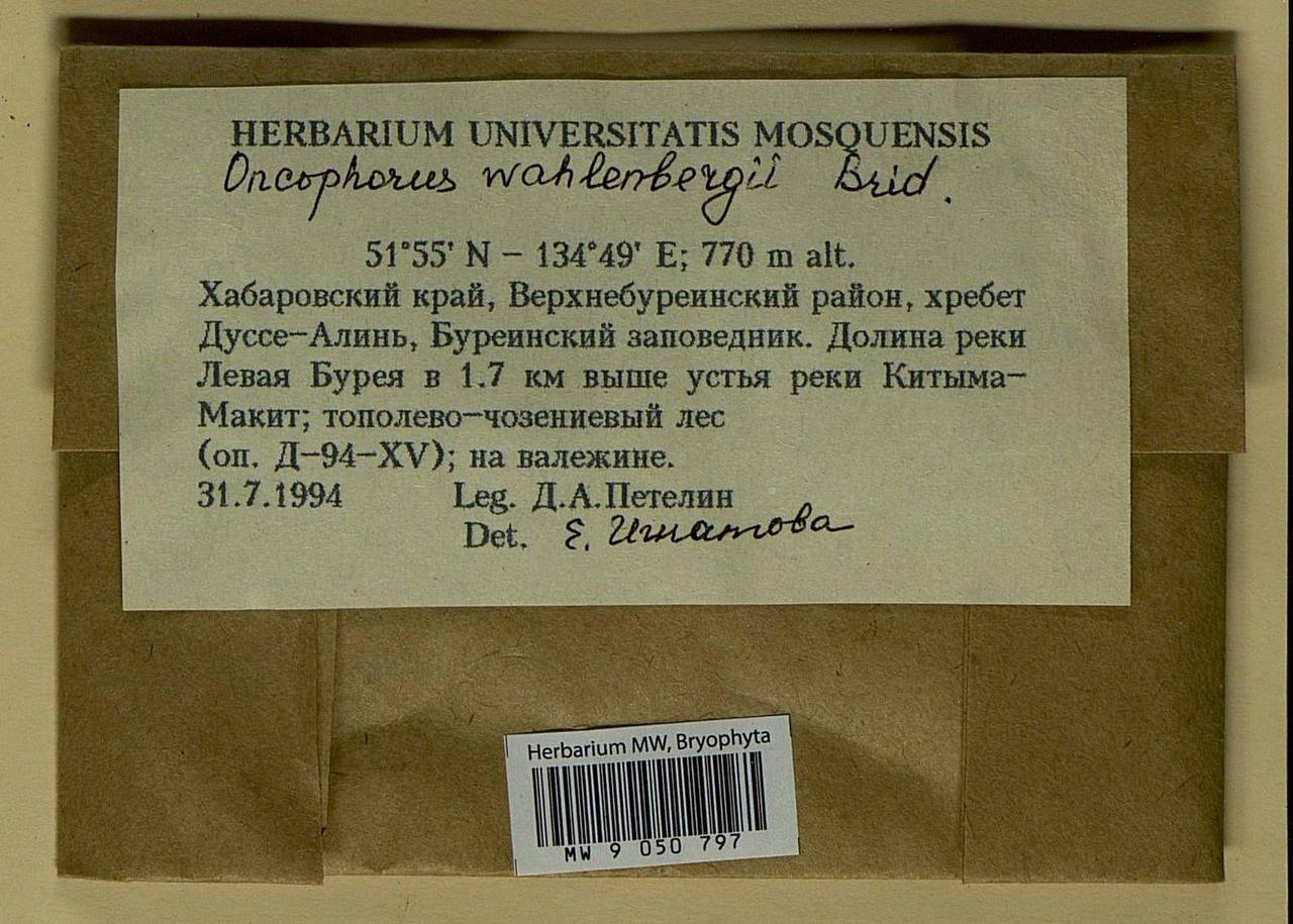 Brideliella wahlenbergii (Brid.) Fedosov, M. Stech & Ignatov, Bryophytes, Bryophytes - Russian Far East (excl. Chukotka & Kamchatka) (B20) (Russia)