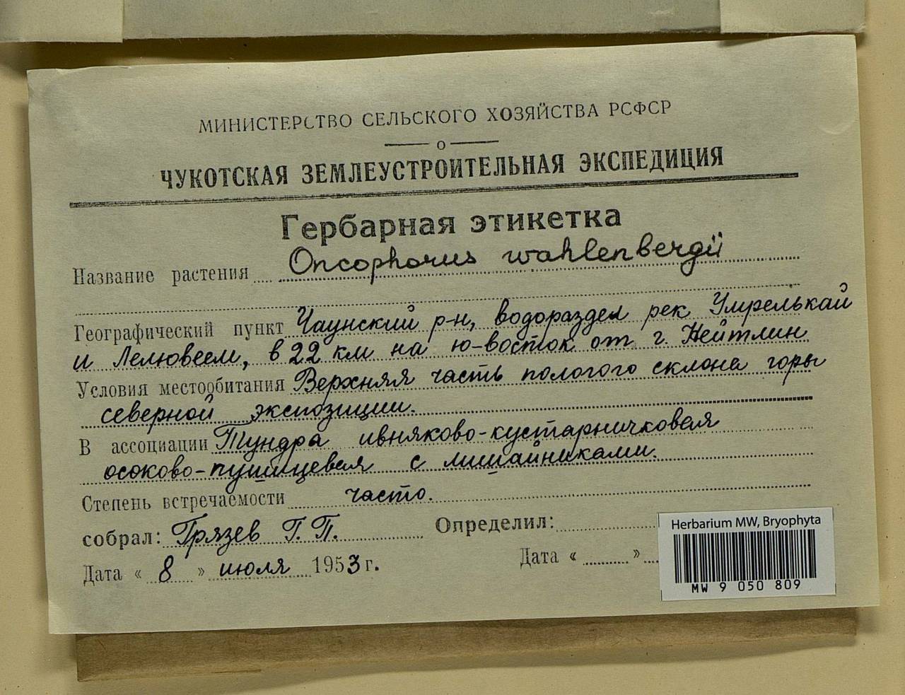 Brideliella wahlenbergii (Brid.) Fedosov, M. Stech & Ignatov, Bryophytes, Bryophytes - Chukotka & Kamchatka (B21) (Russia)