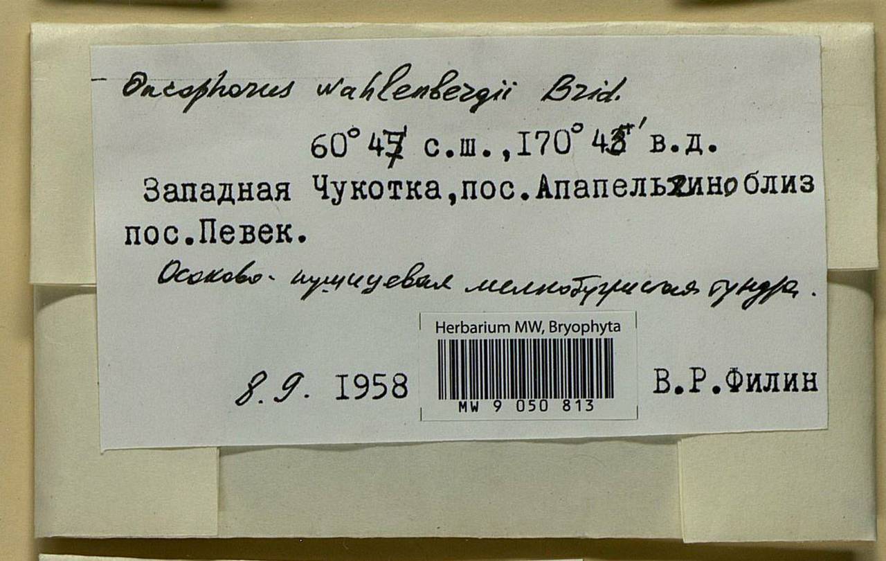 Brideliella wahlenbergii (Brid.) Fedosov, M. Stech & Ignatov, Bryophytes, Bryophytes - Chukotka & Kamchatka (B21) (Russia)