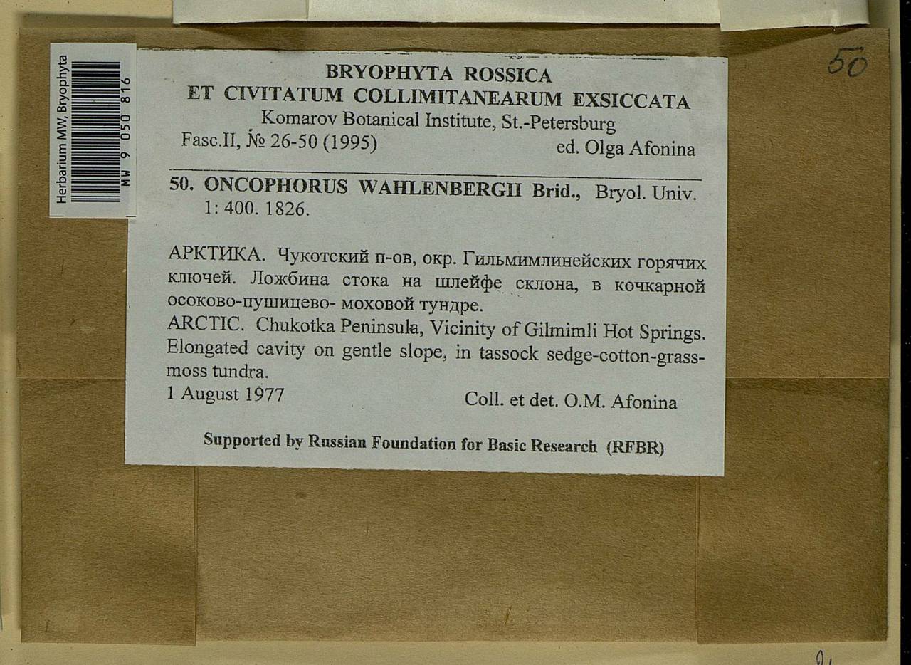 Brideliella wahlenbergii (Brid.) Fedosov, M. Stech & Ignatov, Bryophytes, Bryophytes - Chukotka & Kamchatka (B21) (Russia)