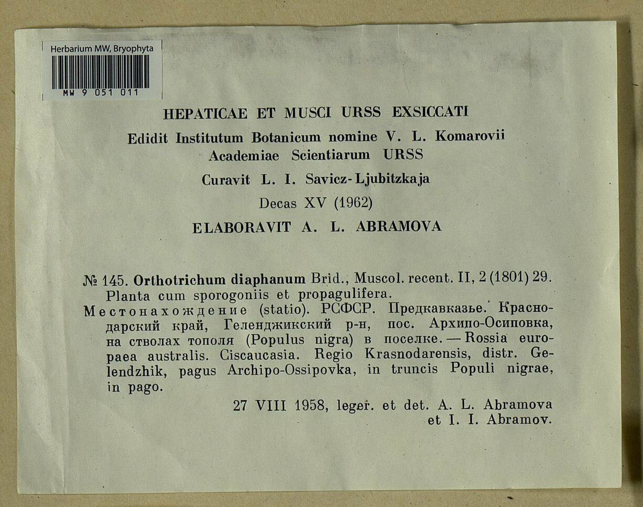 Orthotrichum diaphanum Schrad. ex Brid., Bryophytes, Bryophytes - North Caucasus & Ciscaucasia (B12) (Russia)