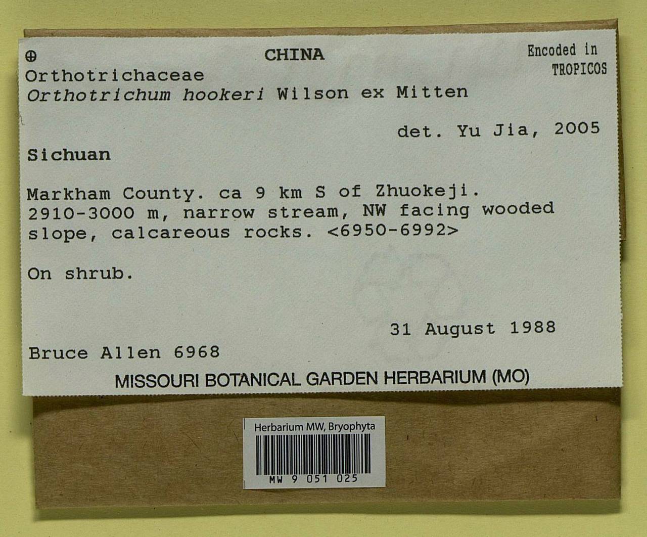 Lewinskya hookeri (Wilson ex Mitt.) F. Lara, Garilleti & Goffinet, Bryophytes, Bryophytes - Asia (outside ex-Soviet states) (BAs) (China)