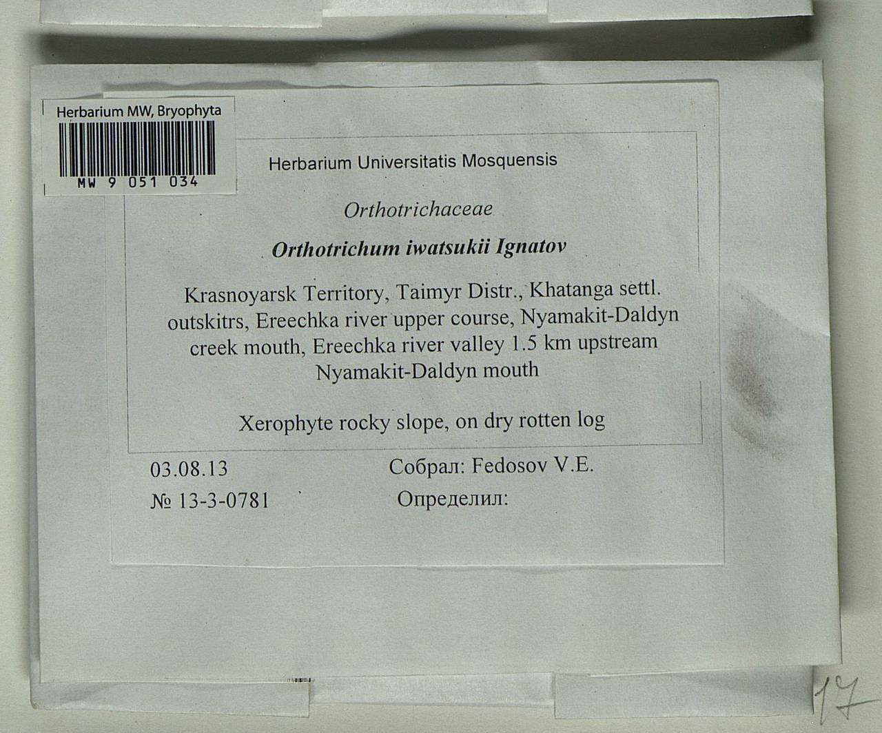 Lewinskya iwatsukii (Ignatov) F. Lara, Garilleti & Goffinet, Bryophytes, Bryophytes - Krasnoyarsk Krai, Tyva & Khakassia (B17) (Russia)