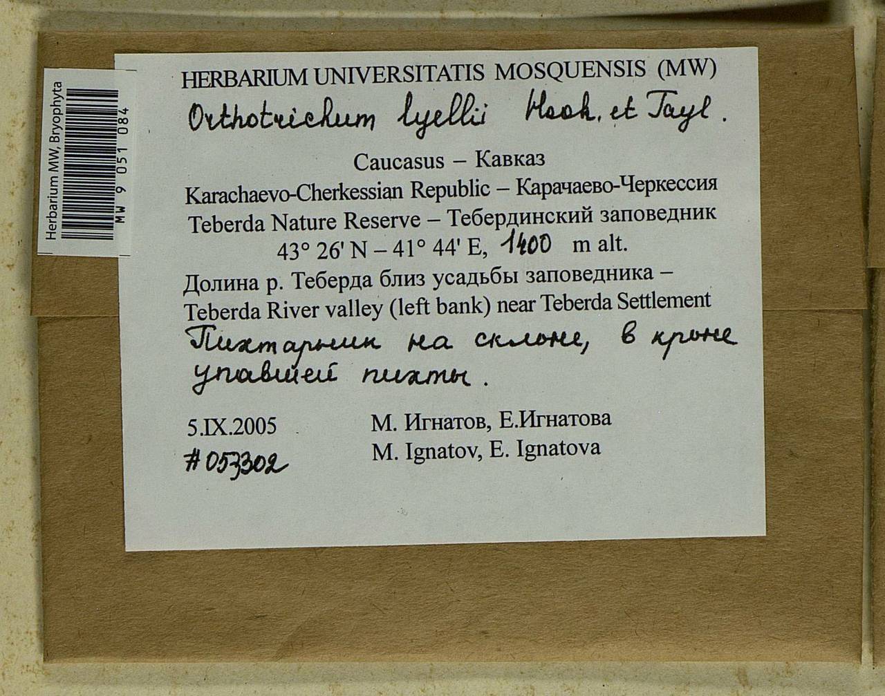 Pulvigera lyellii (Hook. & Taylor) Plášek, Sawicki & Ochyra, Bryophytes, Bryophytes - North Caucasus & Ciscaucasia (B12) (Russia)