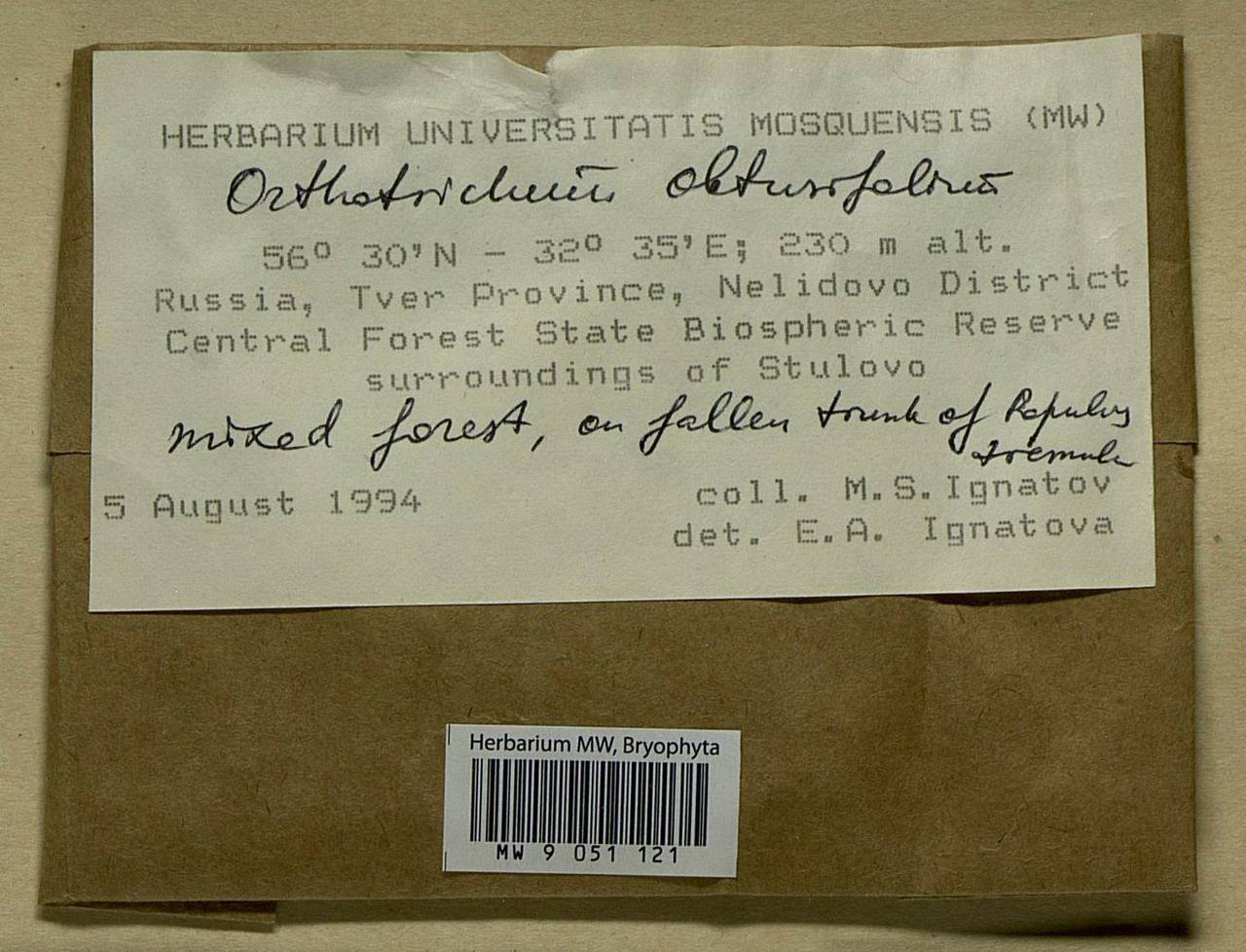 Nyholmiella obtusifolia (Brid.) Holmen & E. Warncke, Bryophytes, Bryophytes - Middle Russia (B6) (Russia)