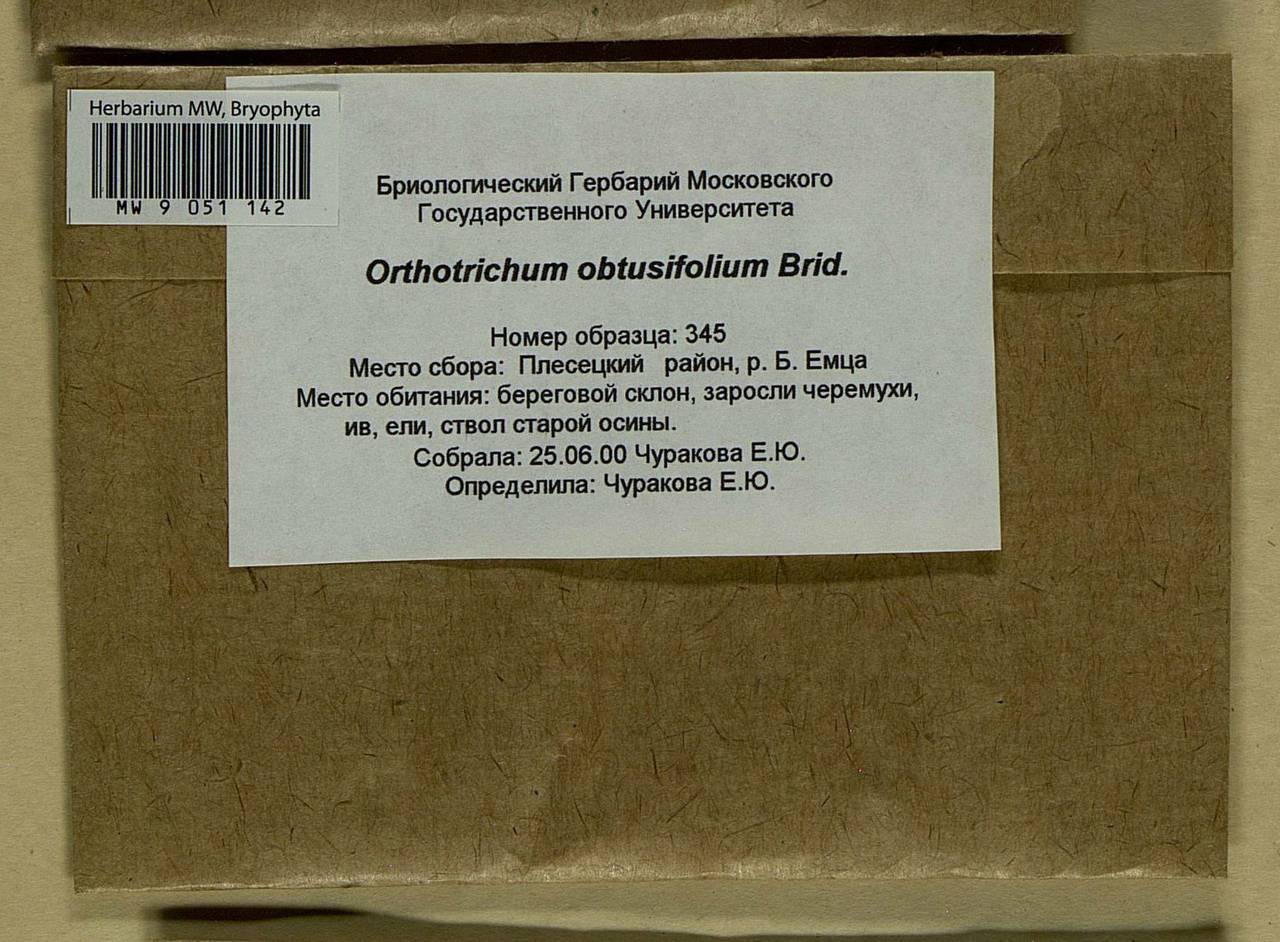 Nyholmiella obtusifolia (Brid.) Holmen & E. Warncke, Bryophytes, Bryophytes - European North East (B7) (Russia)