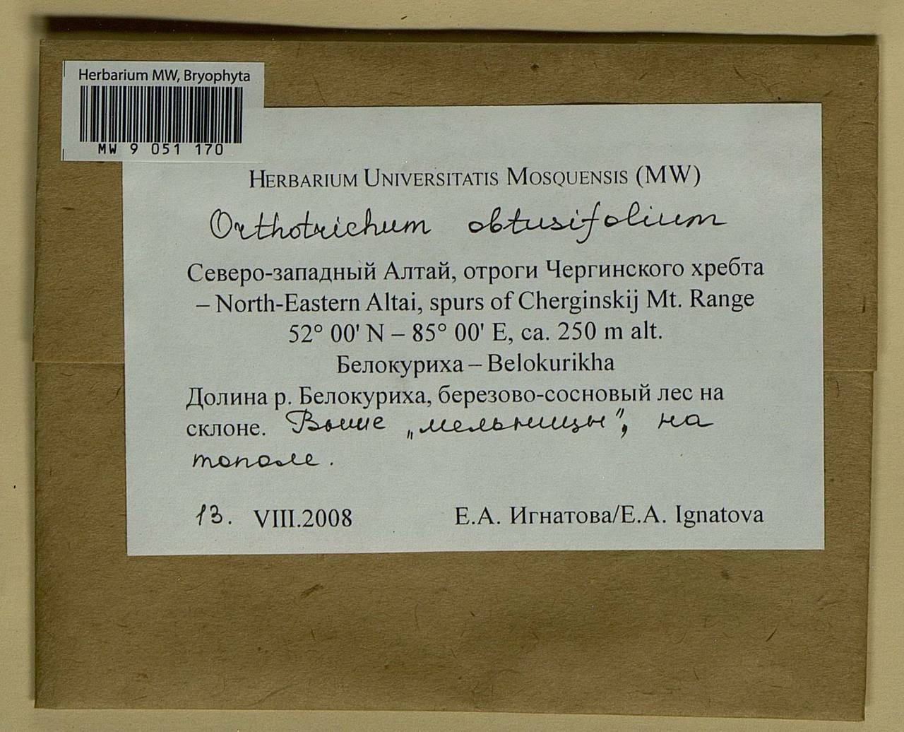 Nyholmiella obtusifolia (Brid.) Holmen & E. Warncke, Bryophytes, Bryophytes - Western Siberia (including Altai) (B15) (Russia)