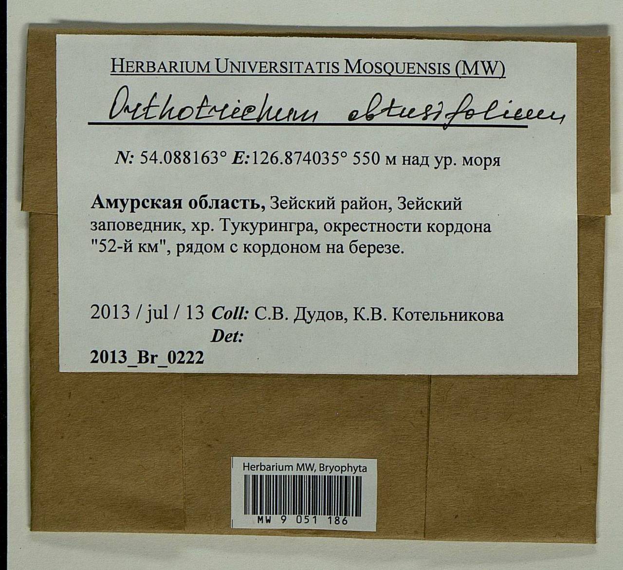 Nyholmiella obtusifolia (Brid.) Holmen & E. Warncke, Bryophytes, Bryophytes - Russian Far East (excl. Chukotka & Kamchatka) (B20) (Russia)