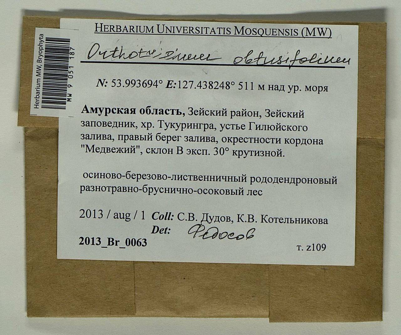 Nyholmiella obtusifolia (Brid.) Holmen & E. Warncke, Bryophytes, Bryophytes - Russian Far East (excl. Chukotka & Kamchatka) (B20) (Russia)