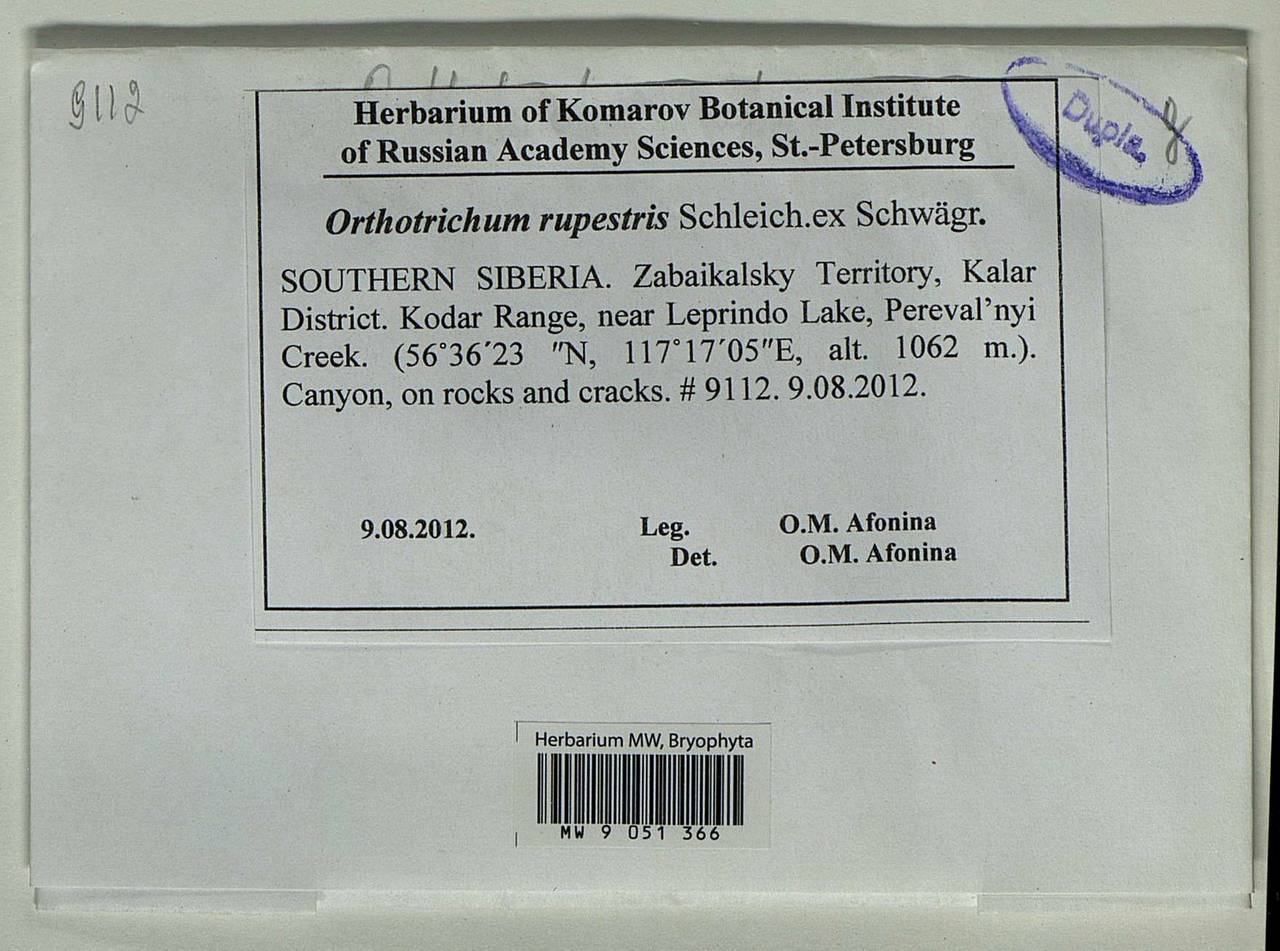 Lewinskya rupestris (Schleich. ex Schwägr.) F. Lara, Garilleti & Goffinet, Bryophytes, Bryophytes - Baikal & Transbaikal regions (B18) (Russia)