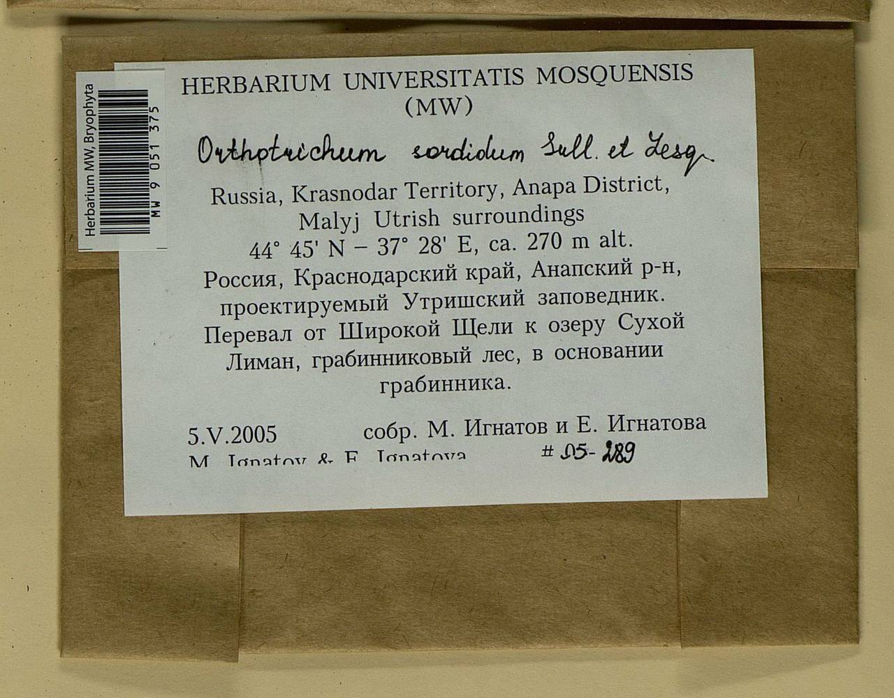 Lewinskya sordida (Sull. & Lesq.) F. Lara, Garilleti & Goffinet, Bryophytes, Bryophytes - North Caucasus & Ciscaucasia (B12) (Russia)