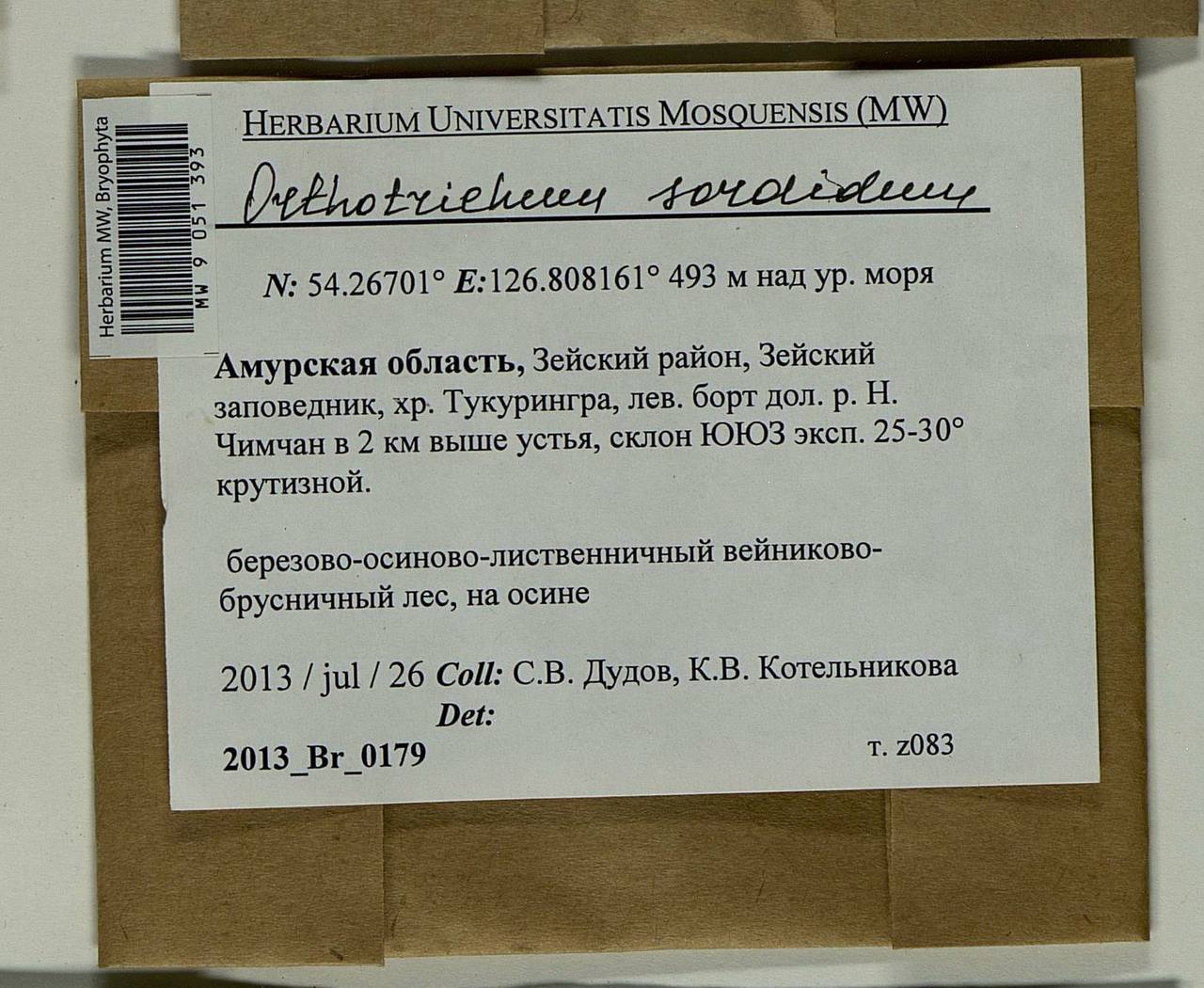 Lewinskya sordida (Sull. & Lesq.) F. Lara, Garilleti & Goffinet, Bryophytes, Bryophytes - Russian Far East (excl. Chukotka & Kamchatka) (B20) (Russia)